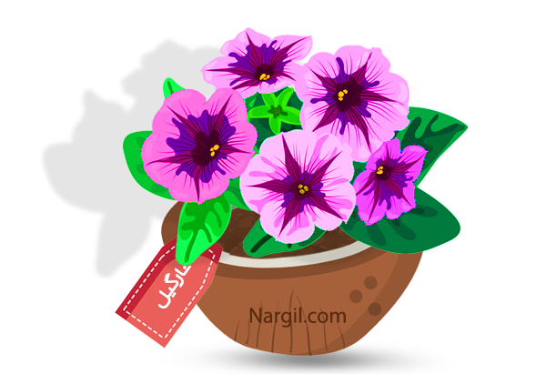 Nargil_Petunia Hybrida